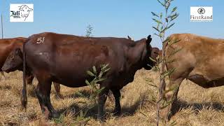 Colin Morodi cattle has been Delivered cattle farming 2024 Tuligrowth [upl. by Notniuq]