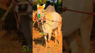 Vellore eruthukattu whatsapp status velloreeruthukattu erudhukattu [upl. by Delanie]