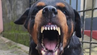 Dog Sound  Dog Barking  Dog voice Angry Dog Barking Sounds [upl. by Eulalia382]