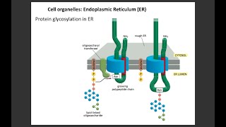 Lecture 3 Protein glycosylation in ER [upl. by Nylra]