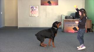 Mr Big Obedience Trained Rottweiler [upl. by Amehsyt698]