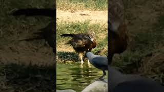 चील पानी कैसे पीती है  eagle drank water eagle shortvideo youtubeshorts birds shortsfeed [upl. by Ainaznat]