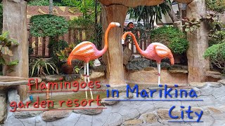 Flamingos resort in Marikina City [upl. by Neeliak809]