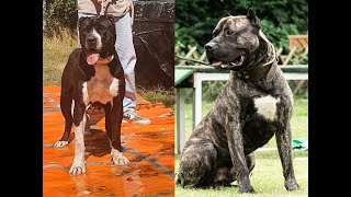 Valeria de Reganados amp XPaco de la Arena  Presa Canario playing  AVD Working Dogs 2022 [upl. by Yrac]