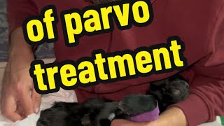 Part 22 Day 6 of parvo treatment Parvo puppies Parvovirus treatment [upl. by Cann]