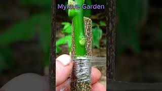 Top grafting technique garden treegrafting gardening lemon plants [upl. by Blackman]