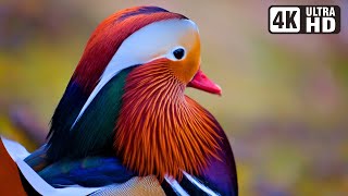 Most Exotic Birds  Relaxing Bird Sounds  Breathtaking amp Soothing Nature  Stress Relief Sounds [upl. by Surbeck128]