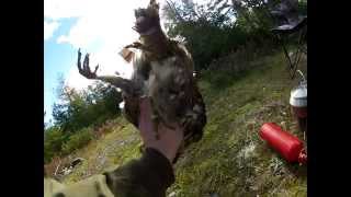 Fast Grouse Breasting Trick Graphic Video [upl. by Ain]