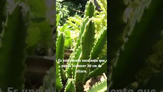 ¿Qué hace que Stapelia Gigantea sea tan única [upl. by Joacimah713]