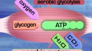 Aerobic System Aerobic glycolysiswmv [upl. by Malim952]