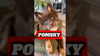 Pomsky Cuteness Overload Watch This Adorable Husky  Pomsky 101 The Cutest Designer Dog Explained [upl. by Lentha]