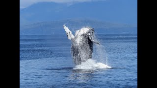 top 10 jumping of giant whale out of water [upl. by Anasor]