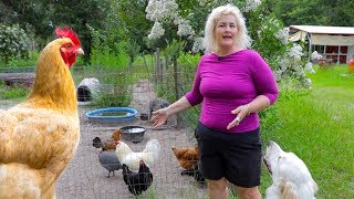 What to Feed Chickens in Summer [upl. by Kimble]