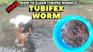 Tips on How to clean tubifex worm from dirt English inspired by dexters world and Paul Cuffaro [upl. by Norihs]