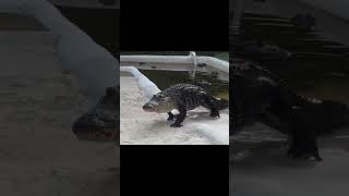 Alligator comes out when Darth Vaders theme plays funny animals animal darthvader starwars [upl. by Nivri660]