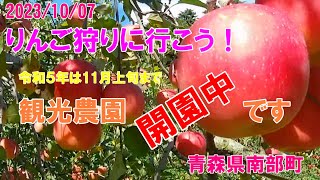 【青森県南部町】20231007「りんご狩りに行こう！」外国人のお客様 [upl. by Nilauqcaj]