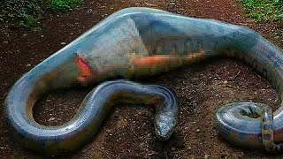 Workers Make Shocking Discovery After Capturing Giant Snake  What They Found Inside Unbelievable [upl. by Janith]