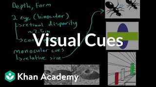 Visual cues  Processing the Environment  MCAT  Khan Academy [upl. by Magdau]