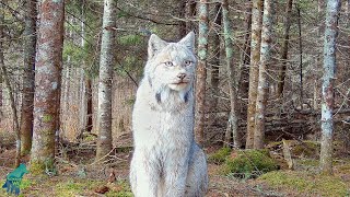 Stunning footage of a lynx in northern Minnesota [upl. by Rednael]