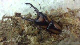 HD Prosopocoilus savagei from Kingdom of Beetle Taiwan origin  CameroonMP4 [upl. by Tammany839]