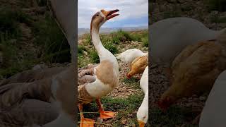 Birds BanquetWheat Galore for Farm Friends shorts trending [upl. by Thgiled]