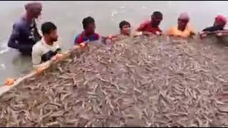 Shrimp farming [upl. by Cryan]