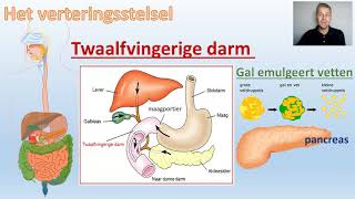 Het verteringsstelsel  Voeding en vertering  video 3 van 3 BioDam [upl. by Garbers]