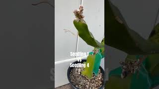 Seedling 4 seems bigger than seedling 1 [upl. by Homerus685]