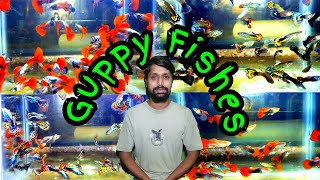 Guppy Fish Culture [upl. by Sargent]