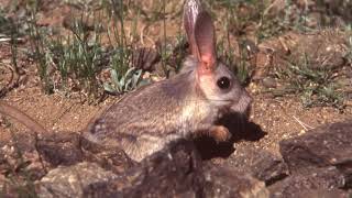 Jerboa  A jerboa’s tail is usually longer than its head and body combined [upl. by Breen]