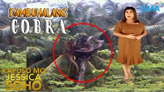 Kapuso Mo Jessica Soho  DAMBUHALANG COBRA NAHULI SA PANGGASINAN  kmjs  kmjs latest episode [upl. by Hassett]