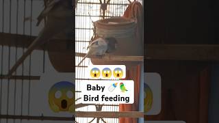 Budgies bird feeding video 😱😱😱 [upl. by Marcelo]