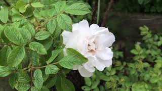 Blanc Double de Coubert Rugosa Rose in the Garden [upl. by Buckingham]