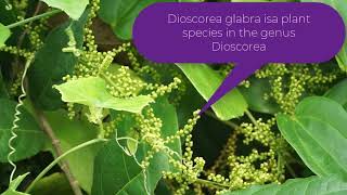 Dioscorea glabra [upl. by Hluchy]