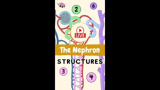 Nephron Structures Anatomy [upl. by Nilrak62]