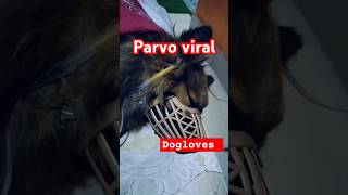 Parvovirus parvo dog parvodisease parvovirussymptoms doglover dogcaretips [upl. by Eanerb]