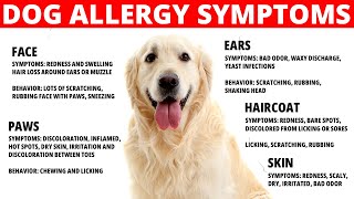 Dog Allergies Symptoms  How to Treat Dog Allergies [upl. by Anelim]