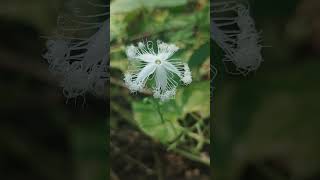 চিচিঙ্গা ফুলSnake gourdTrichosanthes cucumerina nature love beautiful amazing beauty food [upl. by Nwahsak]