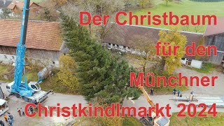 Der Christbaum für den Münchner Christkindlmarkt 2024 [upl. by Oika339]