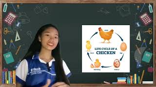 vedio lesson in science5Es The life cycle of a chicken [upl. by Fregger]