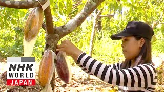 Quality Cocoa Enriches Lives The Philippines  Asia Insight [upl. by Aggi]