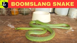 Boomslang Snake Dispholidus typus [upl. by Loydie730]