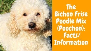 The Bichon Frise Poodle Mix Poochon FactsInformation [upl. by Yhtac852]