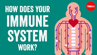 How does your immune system work  Emma Bryce [upl. by Keyte]