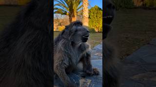 Cindy the baboon loves yoghurt🥰😊 cindy lovecindy cute foryou [upl. by Sayles]