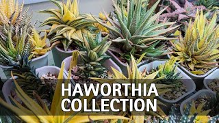 My Full Haworthia Collection Tour [upl. by Berky]