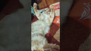 Cute cat playing cuteanimal cat catcute catlover catvideos catvideo cats [upl. by Pax]