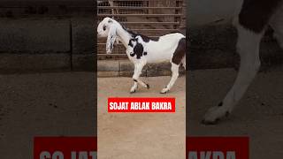 SOJAT ABLAK BAKRA AVAILABLE IN SAYYED GOAT FARM RAIPUR BEAWAR RAJASTHAN sojatbakra goatfarm short [upl. by Sandra554]