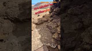 Calderón hondo fuerteventura🌋📍🌍viralfeed travel feed epic shortsvideo shorts viralvideo fyp [upl. by Nnylatsyrc176]