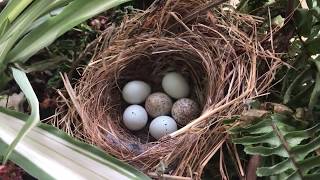 Cowbird eggs found in my finch nest [upl. by Onaimad340]